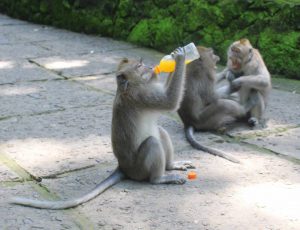 Visit the monkey forest,Bali